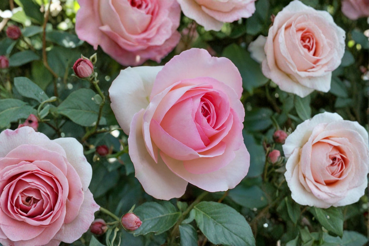 Eden Climbing Rose Live Plant - 1.5 Gal Pink Climbing Rose for Trellises & Arbors