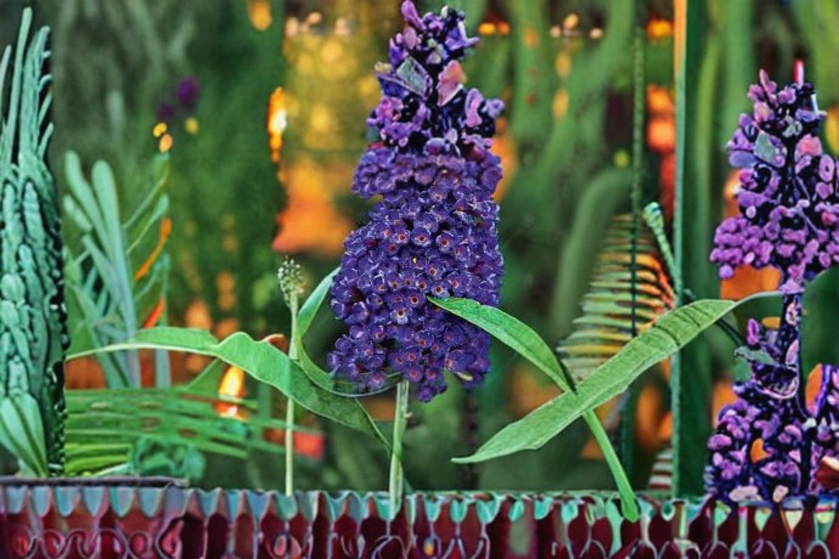 Black Knight Butterfly Bush Live Plant – Fragrant Deep Purple Flowering Shrub