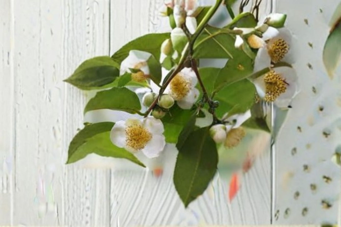 Camellia Tea Plant Live Starter Shrub Tree Large Leaf sinensis assamica