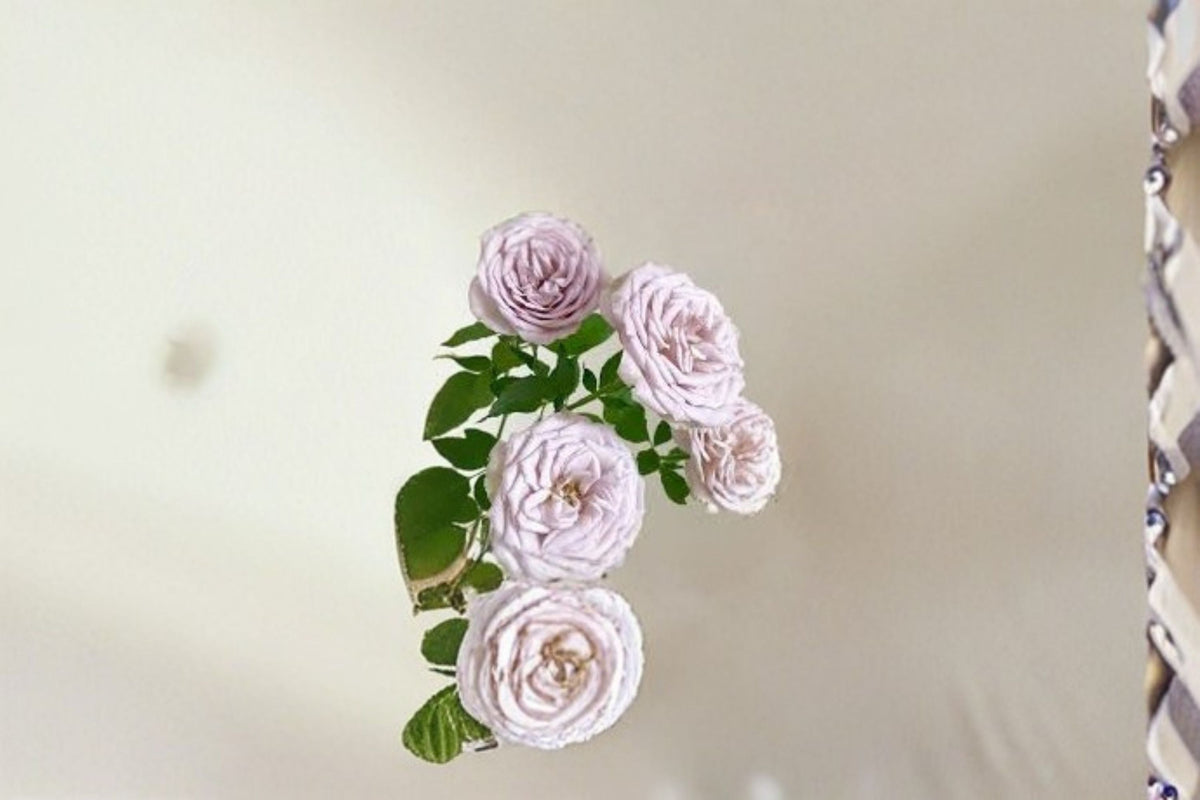 Notre Dame Rose Live Plant – Fragrant Pink Purple Garden Rose