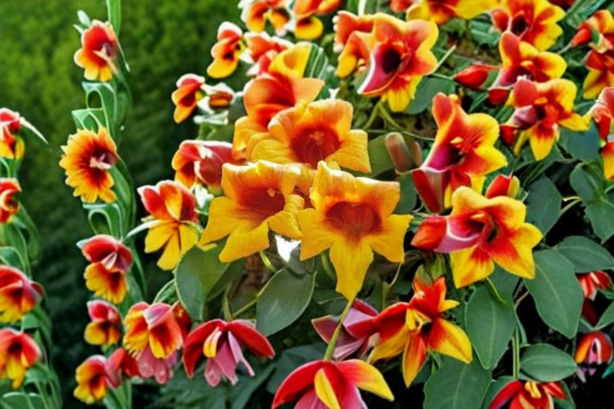 Gold & Crimson Crossvine Live Bare Root Plant – Bignonia capreolata Flowering Vine
