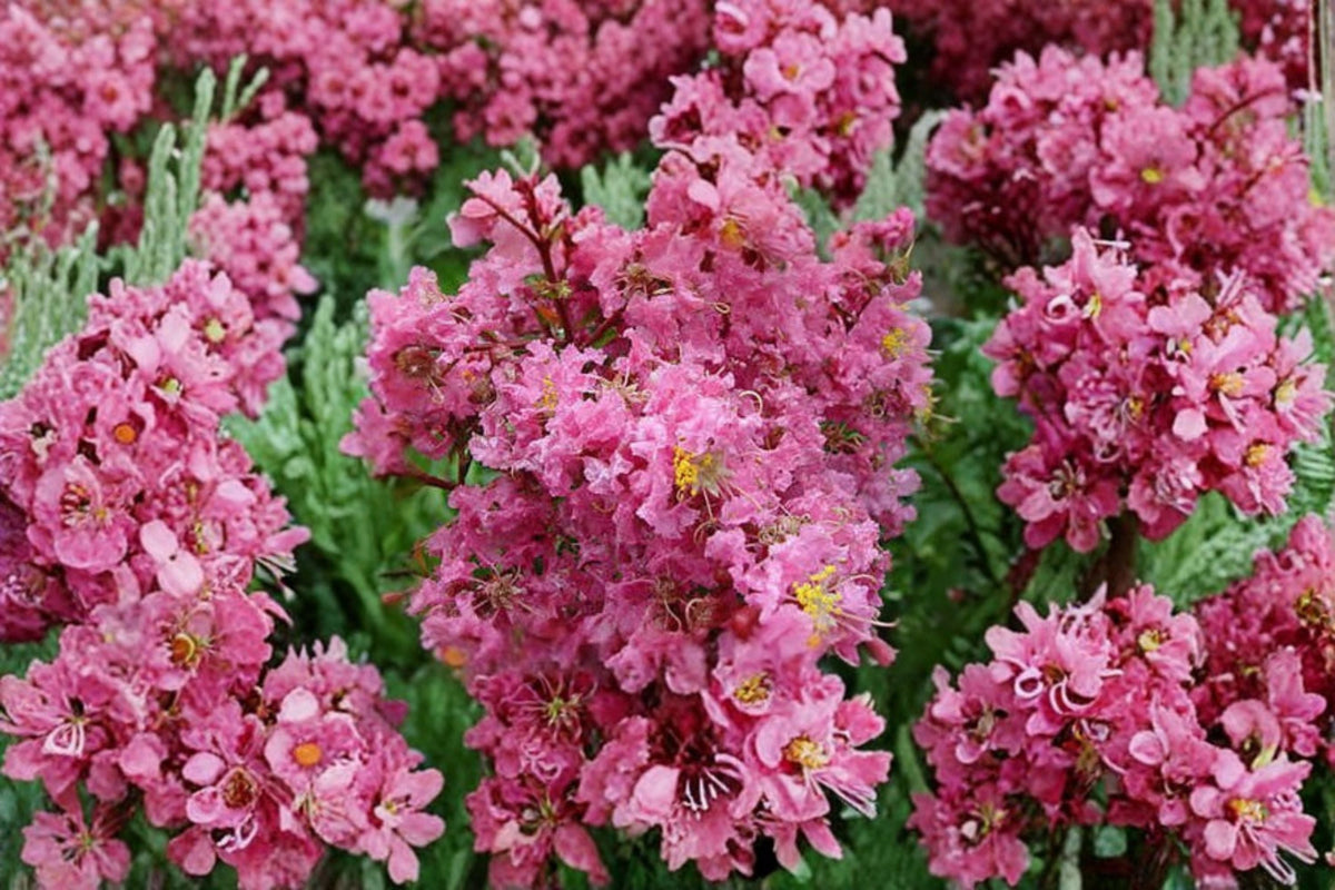 Sioux Pink Crape Myrtle Tree Live Plant - 1 QT Pot - Lagerstroemia indica 'Sioux'