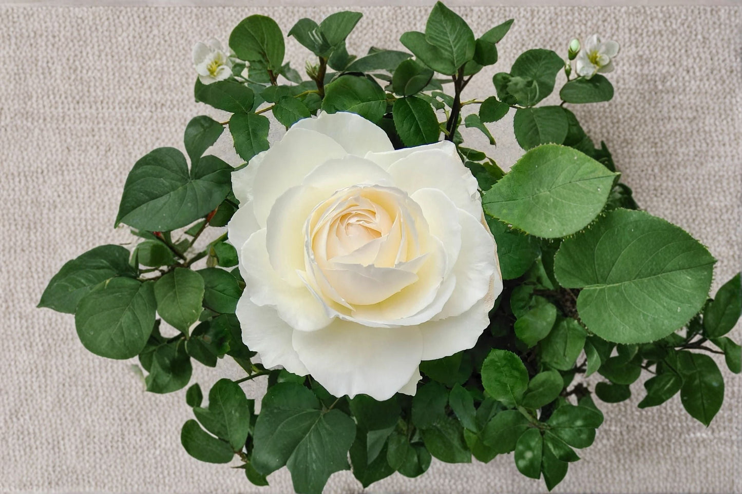 Princess Miyuki Rose Live Plant – Own Root Cut Rose, Ornamental Shrub, Perennial