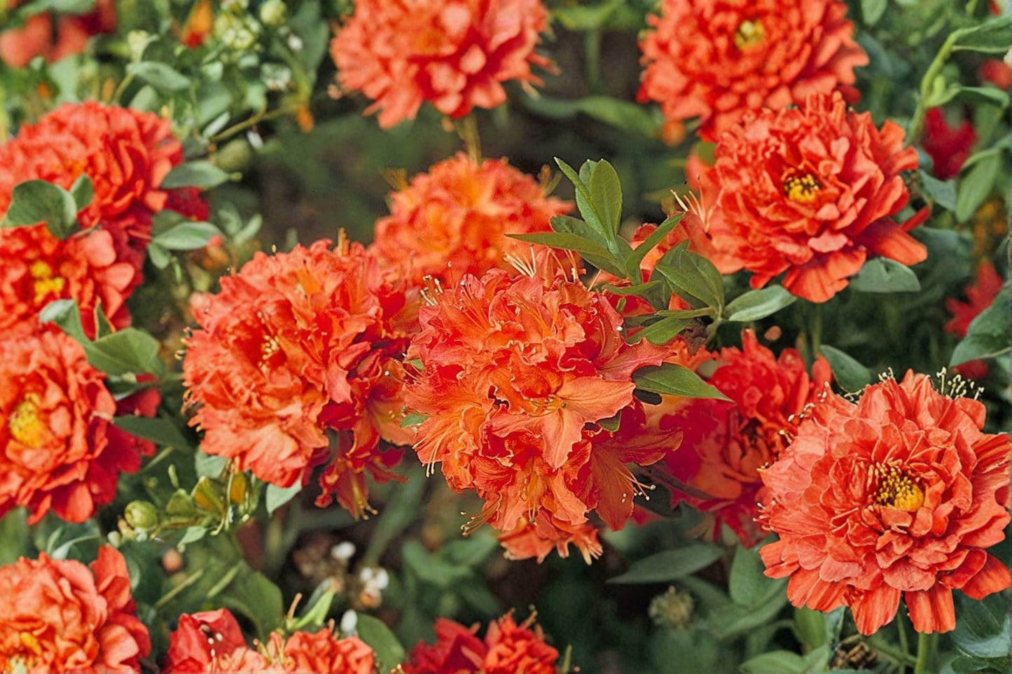 Mandarin Lights Deciduous Azalea Live Starter Plant in 7L Pot | Azalea x 'Mandarin Lights'
