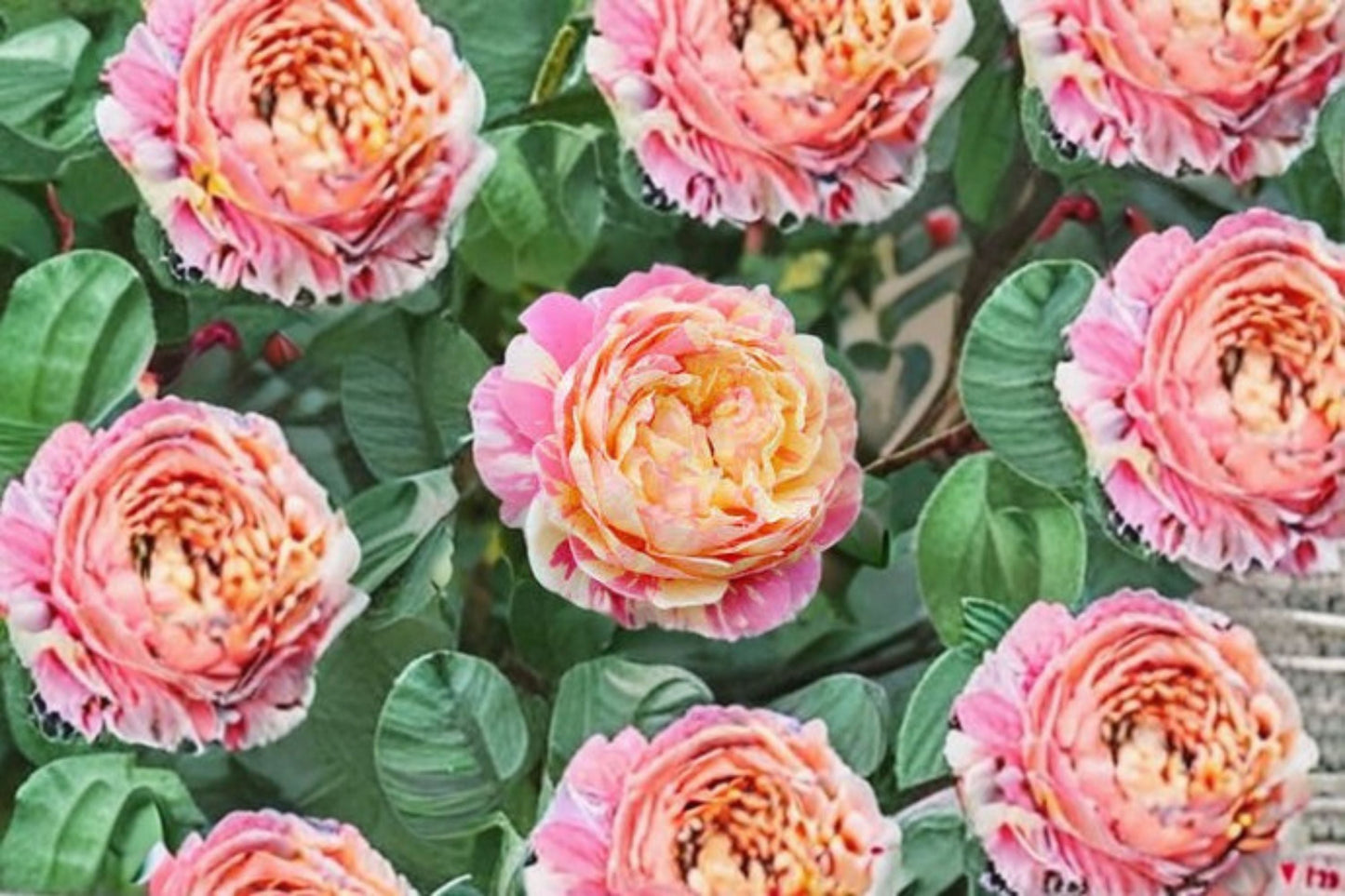 Claude Monet Rose Live Plant – Fragrant French Garden Rose, Repeat Blooming Shrub