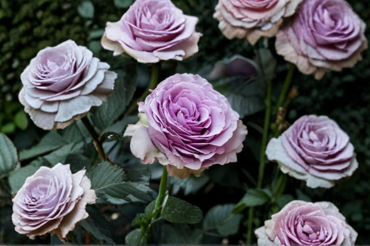 Lavender Flower Circus Climbing Rose Live Plant – Thornless Repeat Blooming Rose