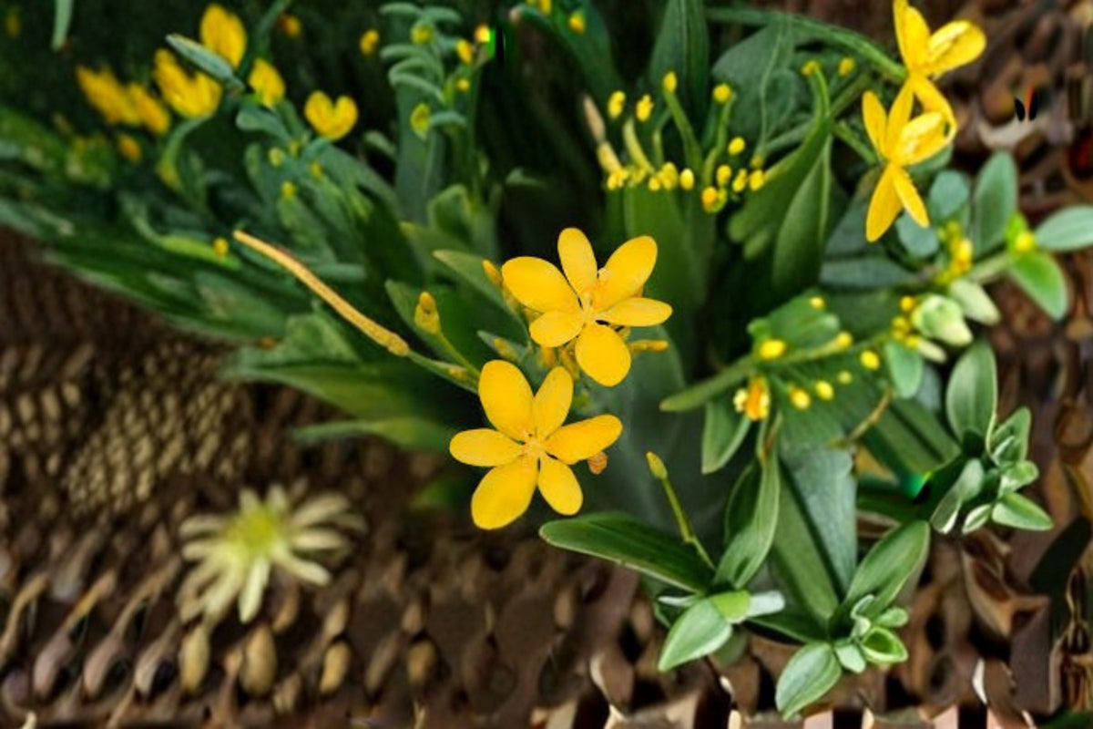 Yellow Blackberry Lily Live Plant – Belamcanda chinensis Perennial Flowering Plant