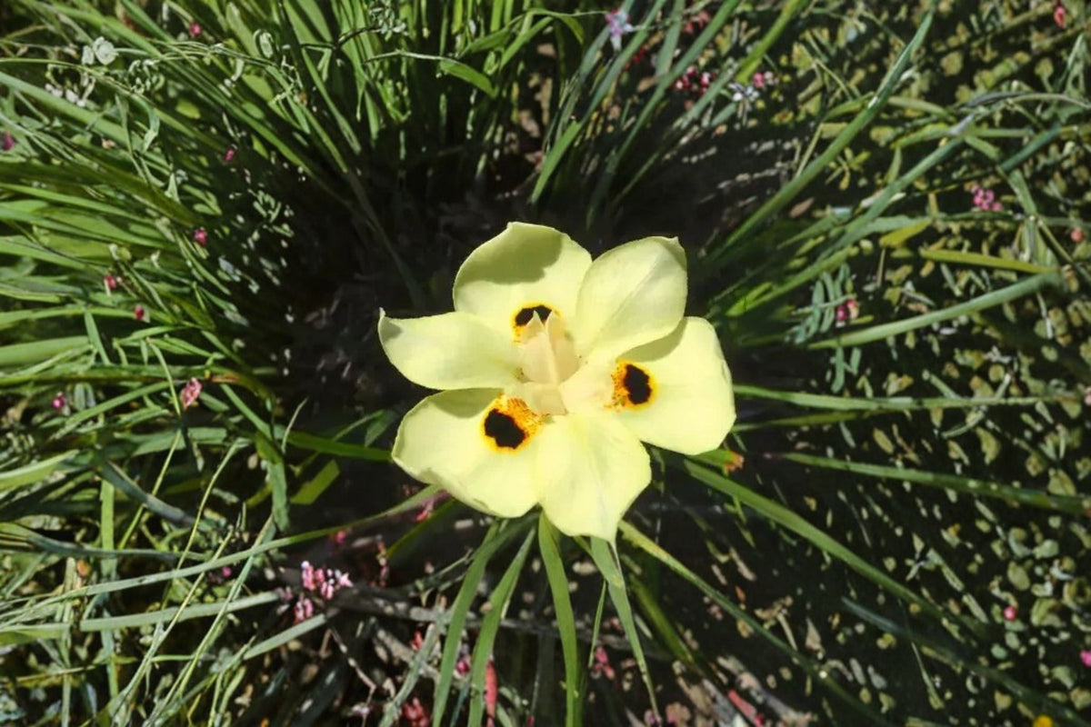Yellow African Iris Live Plant – Evergreen Perennial with Year-Round Yellow Flowers