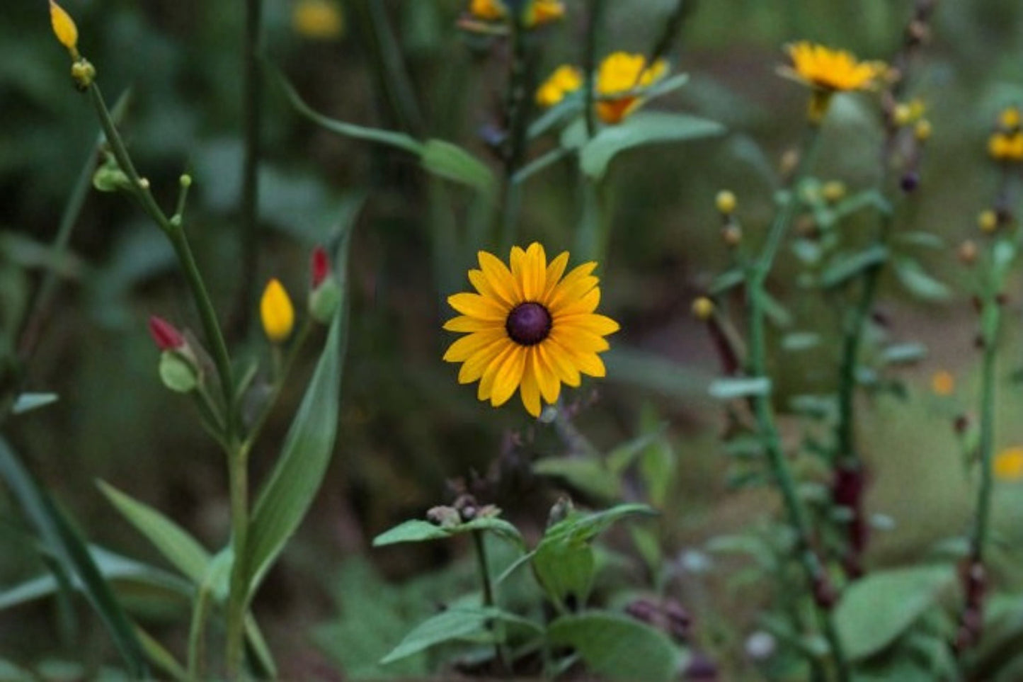 Black Eyed Susan Live Plant – Rudbeckia hirta Perennial Flowering Plant
