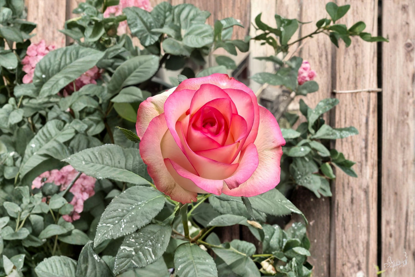 Jumilia Rose Live Plant – Fragrant Long Lasting Cut Rose, Heat Tolerant & Disease Resistant
