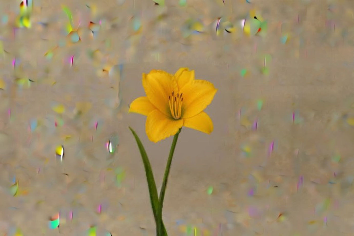 Gold Daylily Live Plant – Yellow Perennial Flower | Hemerocallis Hybrid