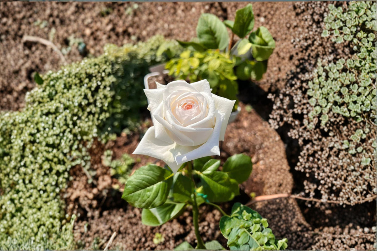 White O’Hara Rose Live Plant – Fragrant Long Lasting Cut Rose