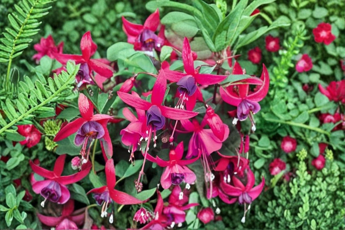 Fuchsia Live Plant – Hummingbird Friendly Flowering Plant – Fuchsia spp.