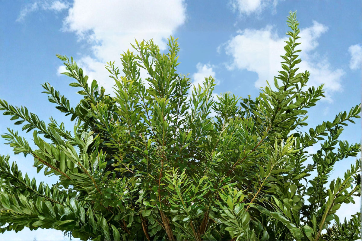 Wax Myrtle Live Plant – Evergreen Privacy Screen Shrub for Year-Round Greenery