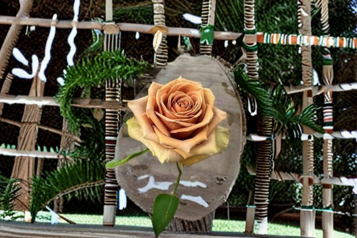 Teddy's Rose Live Plant – Brown Bohemian Garden Rose | Ornamental Shrub Rose