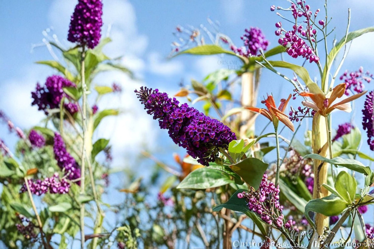 Black Purple Butterfly Bush Live Plant – Buddleia Shrub 5–10 Inch Tall