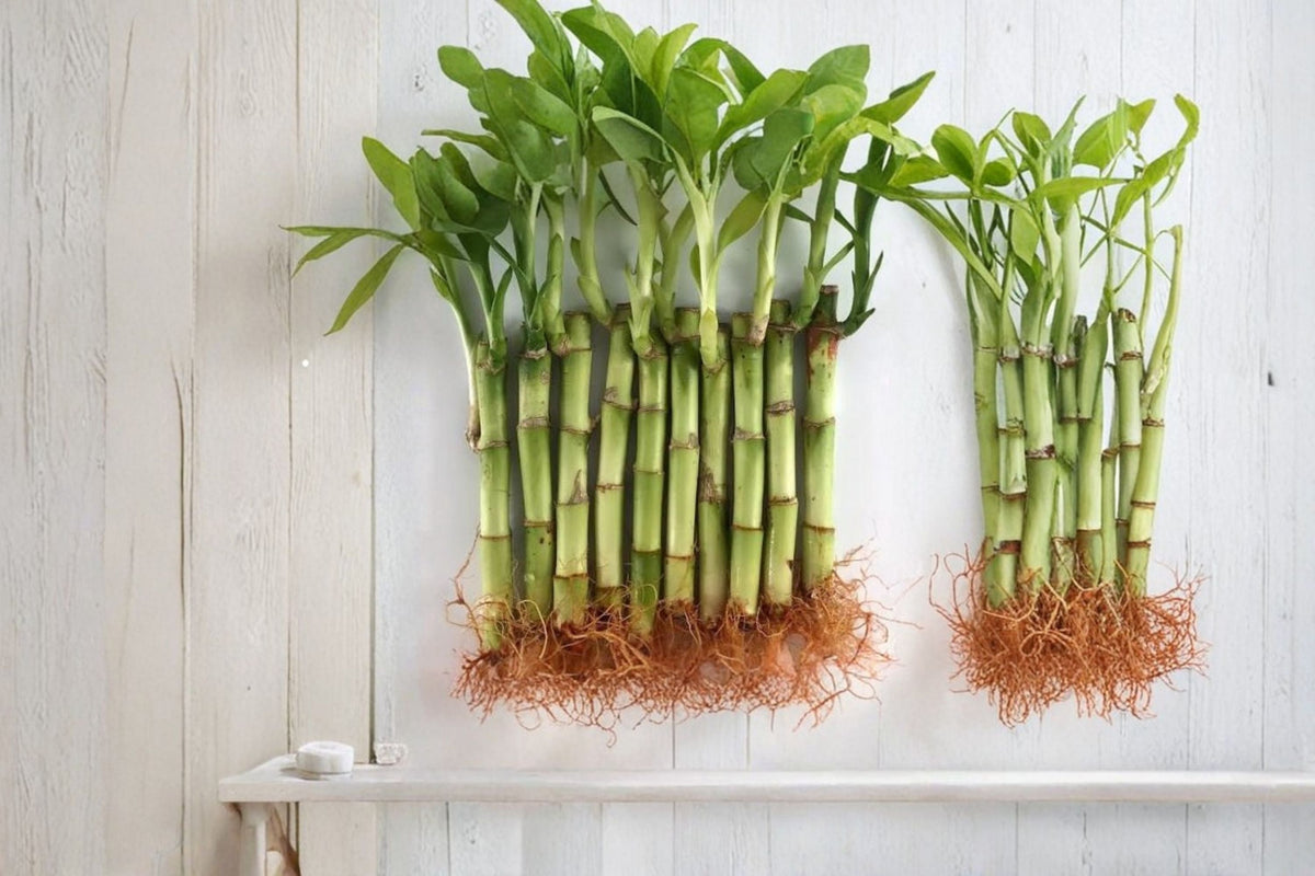 4 Live Lucky Bamboo Indoor Plants – 4 Inch Feng Shui Bamboo Arrangement