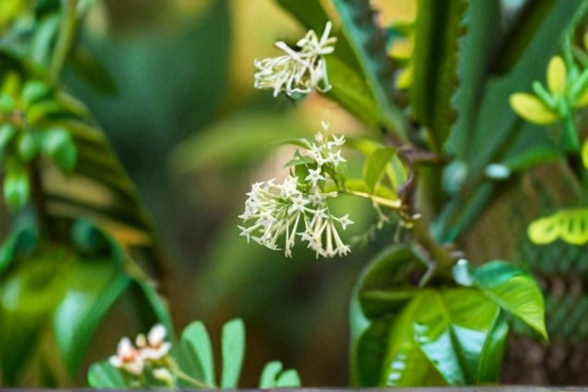 Night Blooming Jasmine Live Plant – Fragrant White Flowering Evergreen Shrub