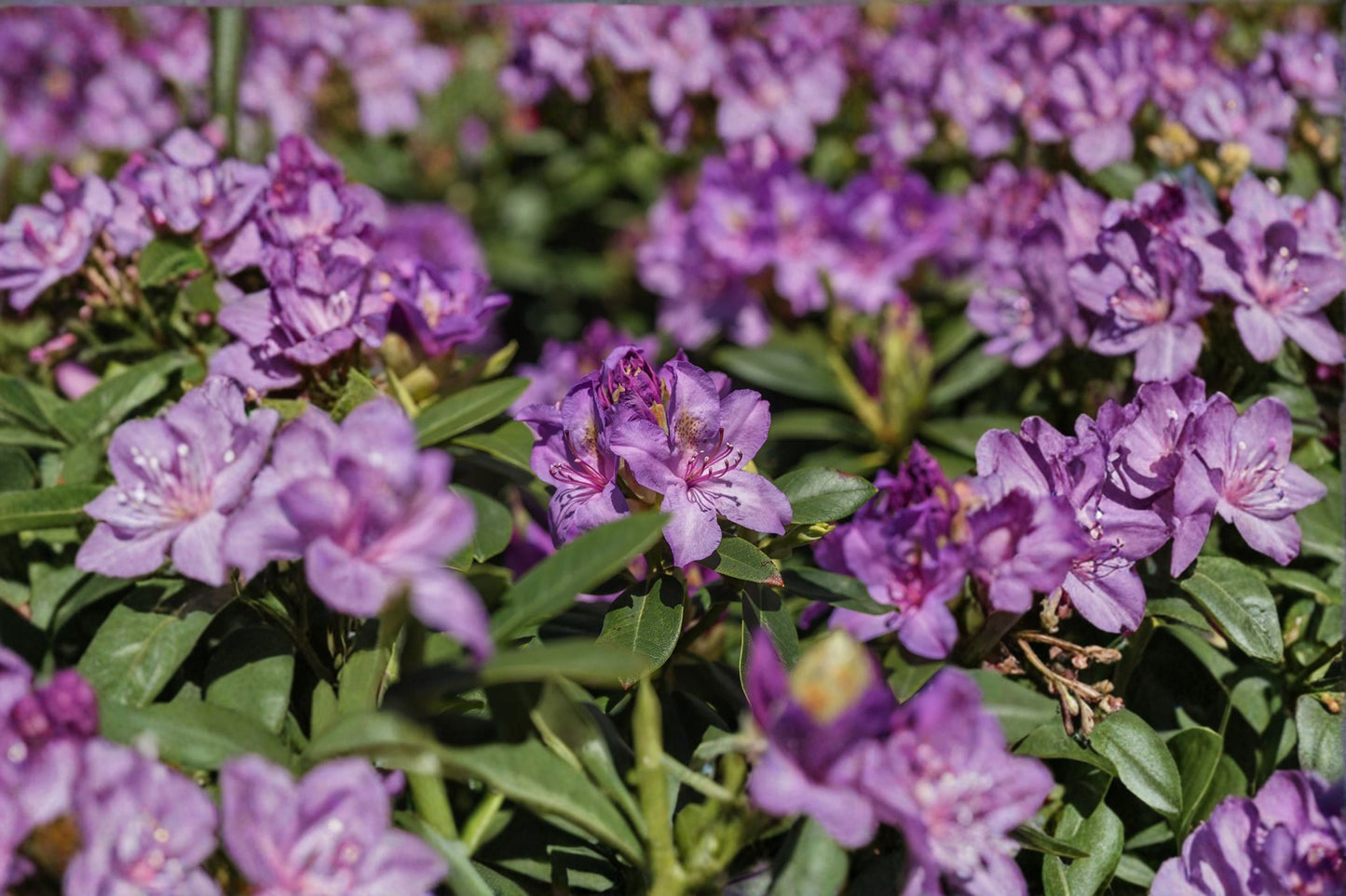 Catawba Boursault Rhododendron Live Plant – Evergreen Shrub in 7L Pot