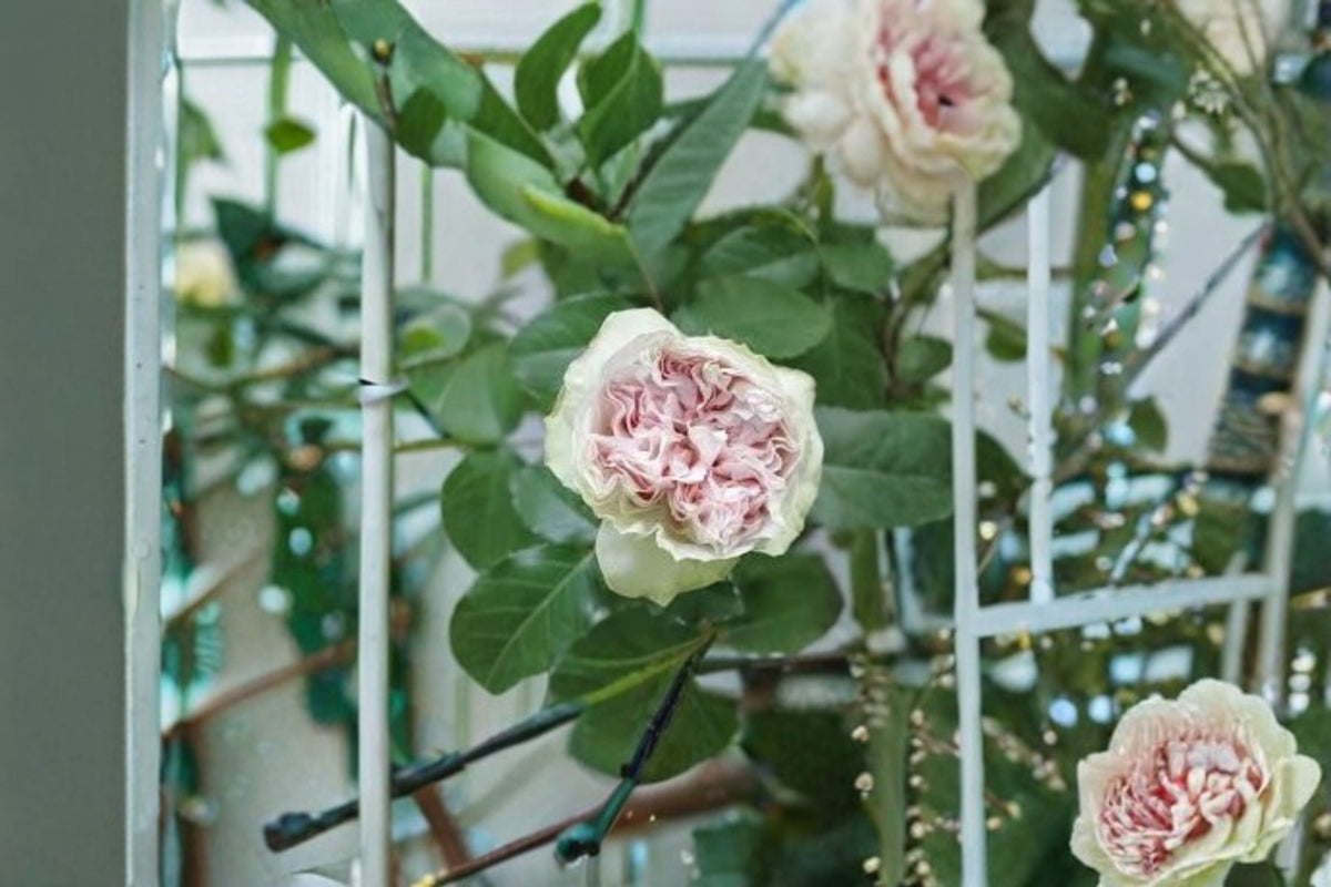 Shades of Grey Rose Live Plant – Gray Purple Cut Rose, Ornamental Perennial