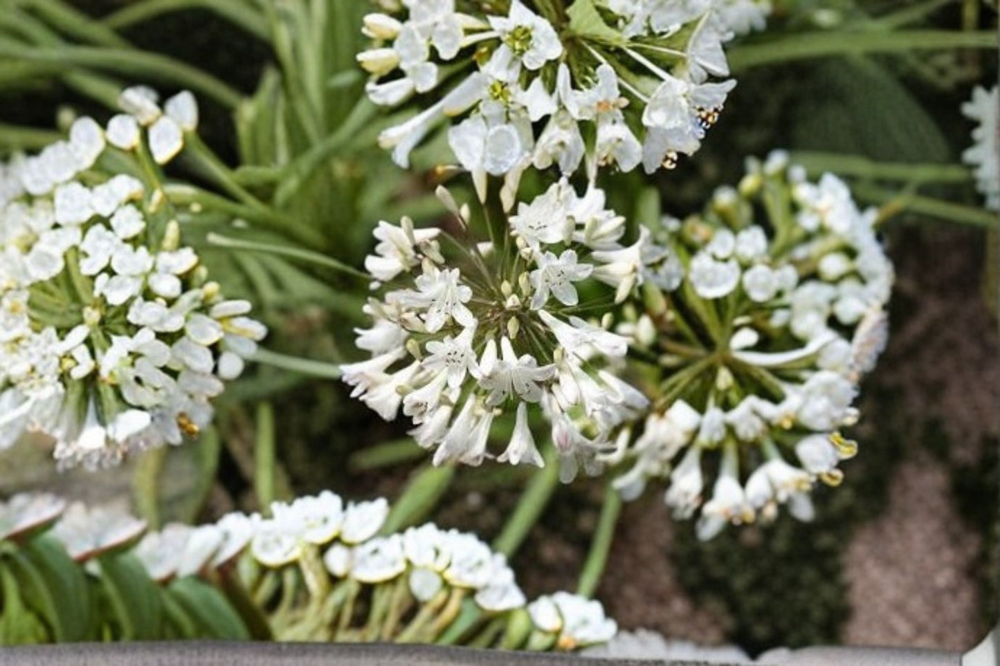 Getty Agapanthus Live Plant – White Evergreen Lily of the Nile Perennial