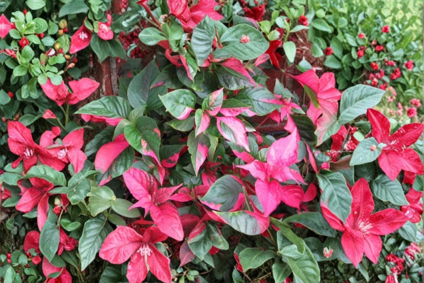 2 Alternanthera Party Time Live Plants – 4–6 Inch Tall Variegated Foliage