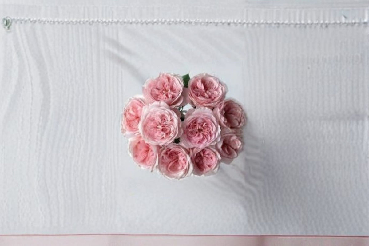Vivian Rose Live Plant – Pink Repeat Blooming Garden Rose