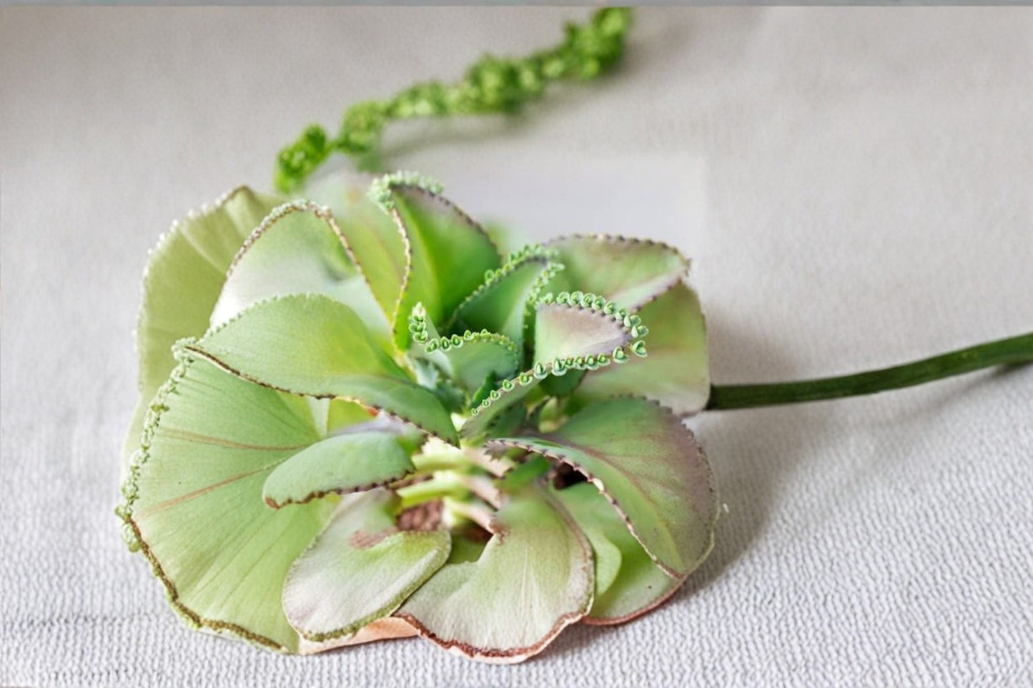 Mother of Thousands Succulent Live Plant in 2 Inch Pot – Kalanchoe Starter Plant