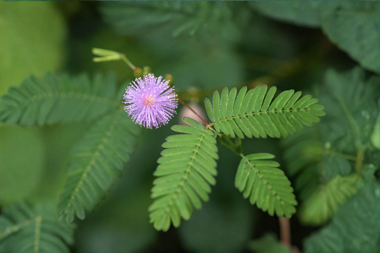 Sensitive Plant Live Plant – Mimosa pudica in 4 Inch Pot