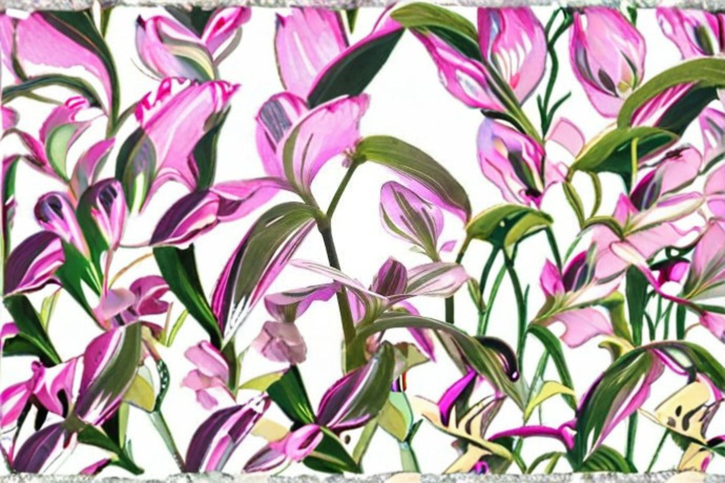 2 Tradescantia Nanouk Live Plants in 2 Inch Pots – Pink Variegated Houseplants