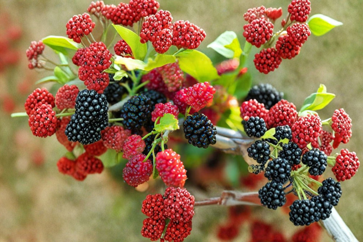 Dwarf Mulberry Tree Live Plant in 3 Inch Pot | Morus spp.