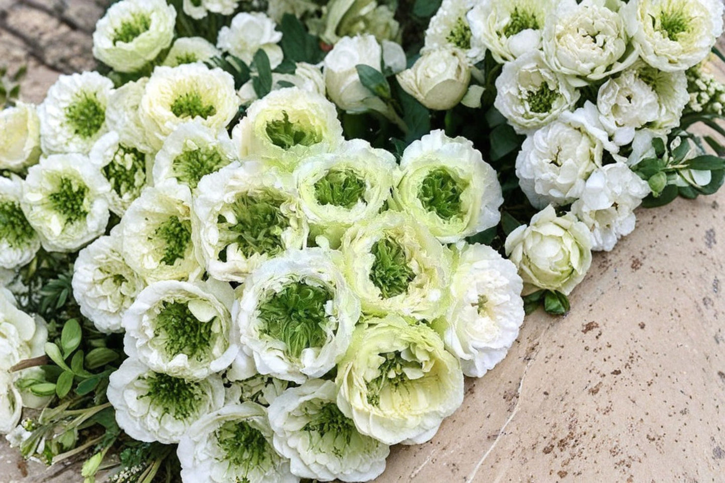Green Heart Rose Live Plant – White Rose with Green Center, Potted Shrub
