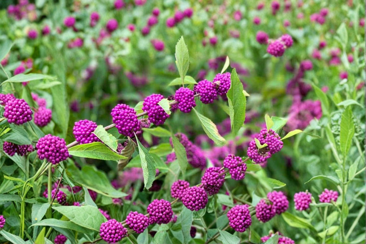 American Beautyberry Live Plant - Callicarpa americana in 3.5 Inch Pot