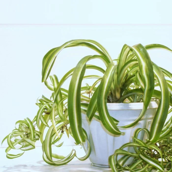 Set of 4 Rooted Curly Spider Plants (Chlorophytum 'Bonnie') Indoor Houseplants, Air-Purifying, Low-Maintenance, Unique Twisted Leaves