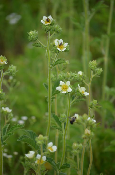 Drymocallis Arguta Seeds 500 | Tall Cinquefoil Native Wildflower with Bright Yellow Blooms for Pollinators