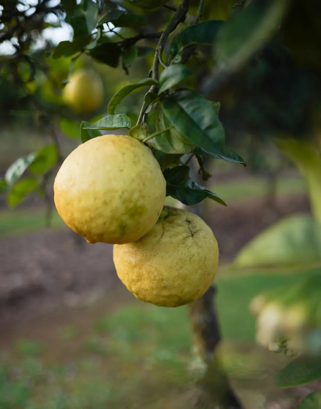 Ponderosa Lemon Cuttings 6-8 Inch Unrooted Organic Citrus Hybrid for Rooting Grafting Citruss × pyriformis