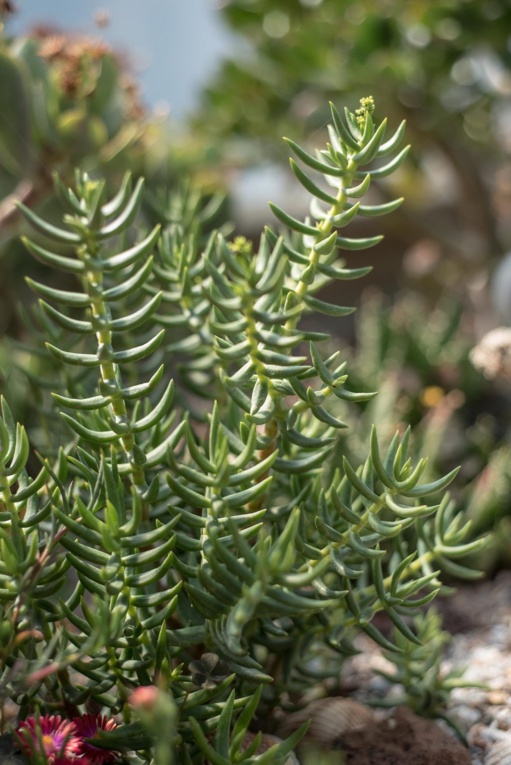 Mini Pine Tree Succulent Crassula Tetragona - 7 Live Cuttings, Drought-Tolerant Bonsai-Like Succulent for Indoor & Outdoor Gardening