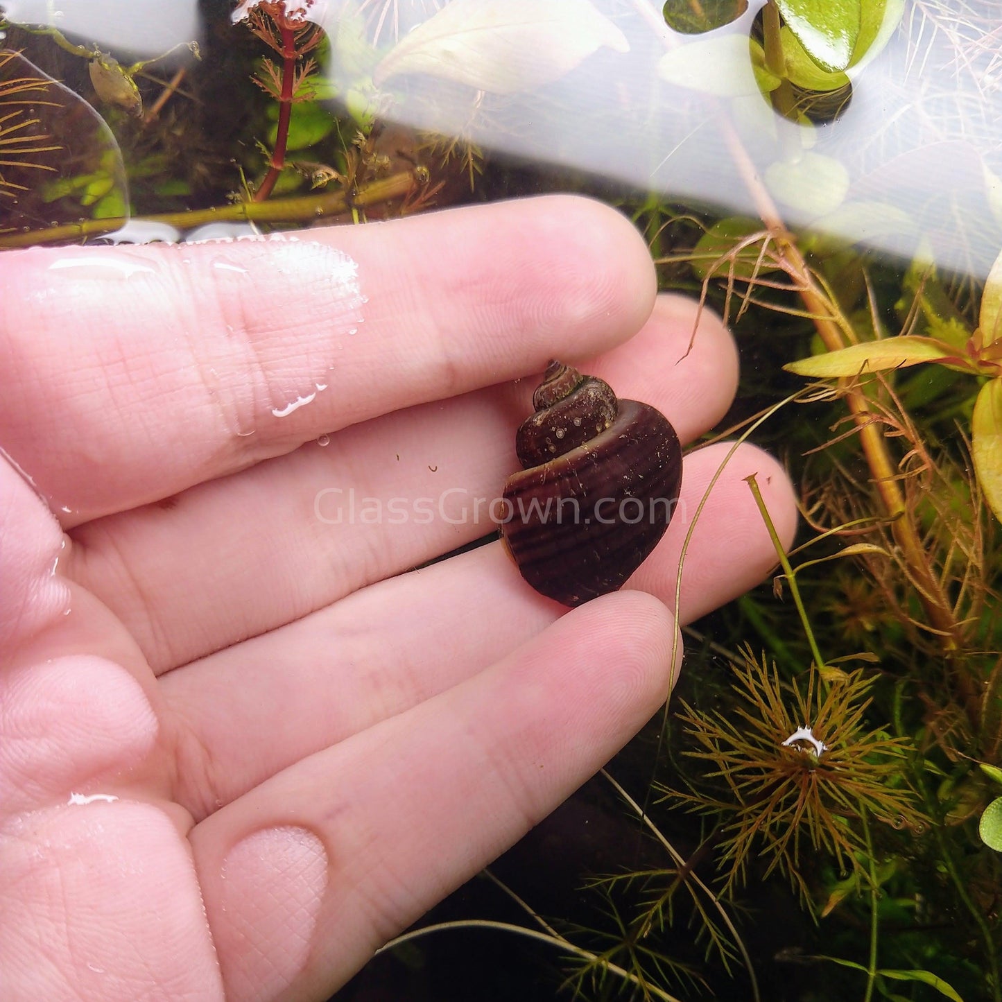 Dark Purple Mystery Snail