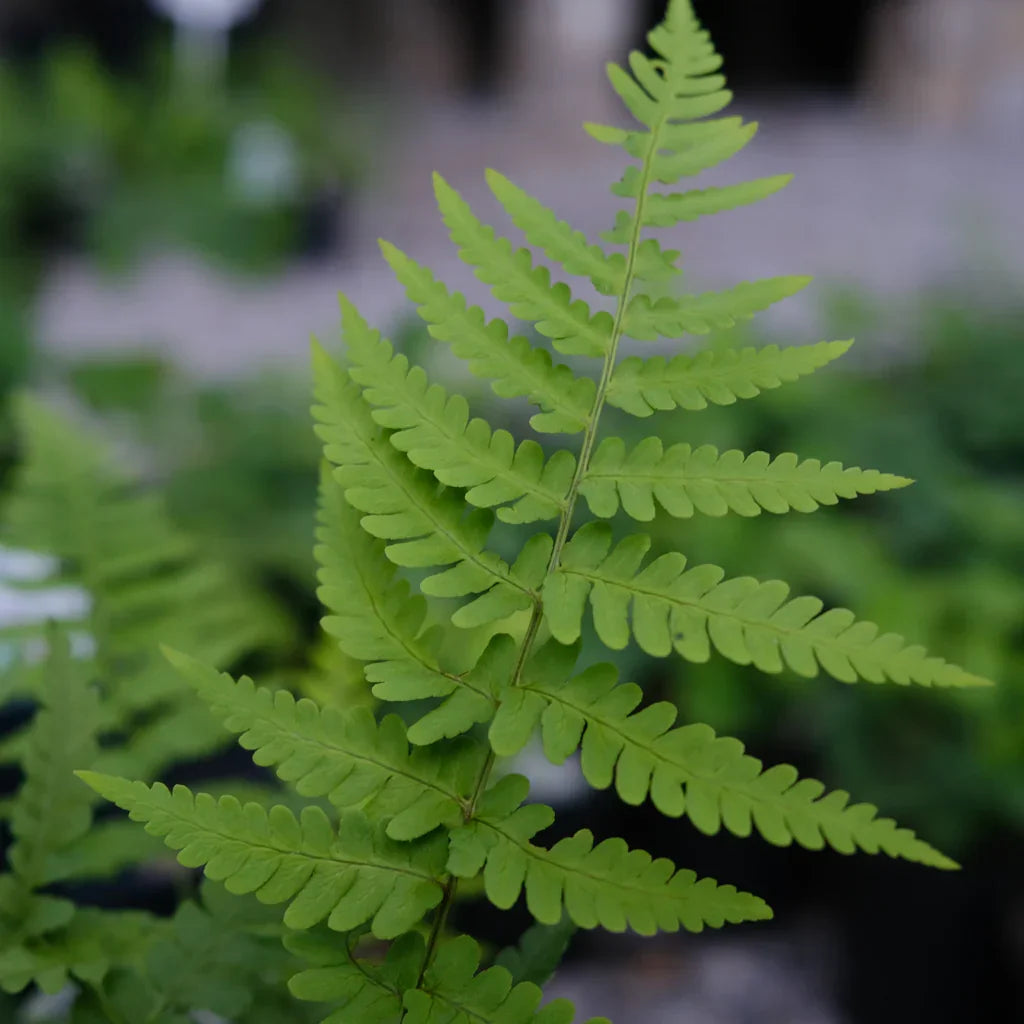 Bare Root Leatherwood Ferns Set of 5 | Native Dryopteris marginalis | Shade Garden, Woodland Perennial, Deer Resistant