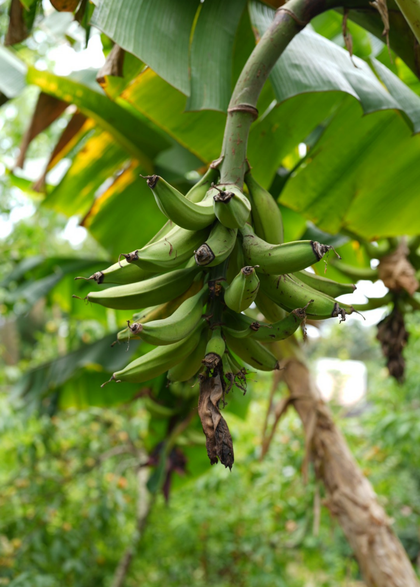 Dwarf Puerto Rican Plantain Musa - Compact High-Yielding Edible Tropical Fruit Plant