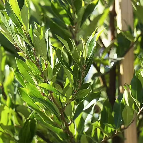 20 Cherry Laurel Unrooted Cuttings | Organic Prunus laurocerasus Hedge Shrubs for Privacy & Screening