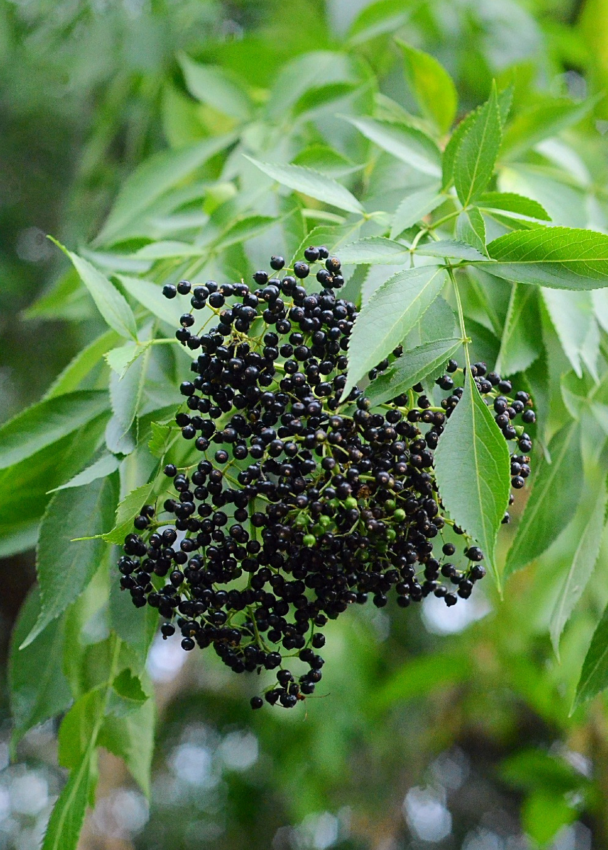 Florida Native Elderberry Shrub - Sambucus canadensis, Edible Berries, Ornamental Flowering Plant