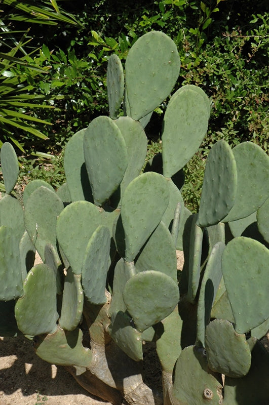 Spineless Edible Prickly Pear Cactus Pad Cutting – Opuntia ficus-indica, Drought-Tolerant, Organic, Growing Nopales & Fruit