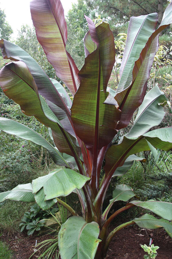 Ensete maurelii Red Abyssinian Banana Plant – Ornamental Tropical Foliage – Cold Hardy to Zone 8+