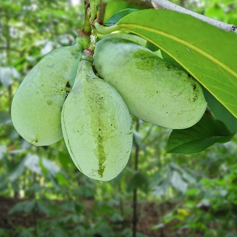 1 Live Pawpaw Tree (Asimina triloba) 1โ2 Ft Bareroot | Rare Native Fruit Tree, Exotic Tropical Taste, Ready to Plant