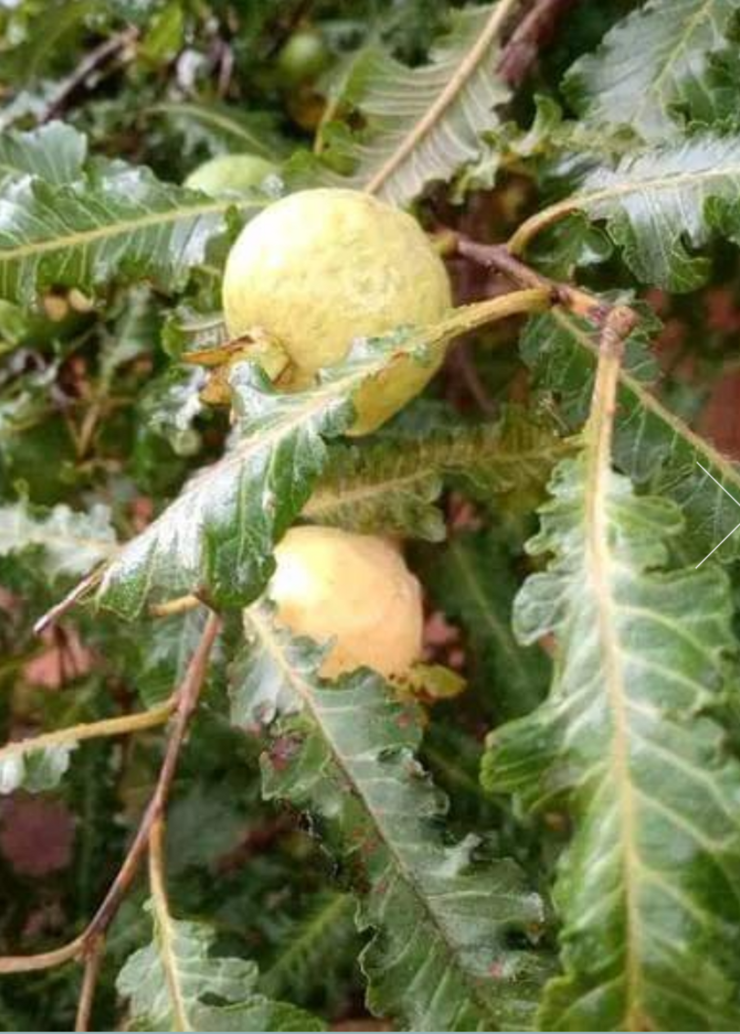 Feather Leaf Guava Plant, Small Shrub, Psidium guajava var. Feather Leaf, Tropical Fruit Tree