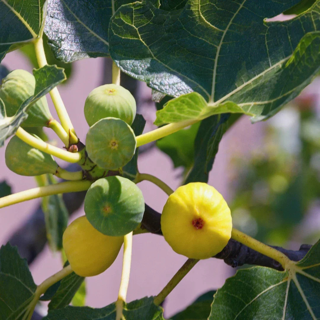 Green Ischia Fig Cuttings – Unrooted 6-8" Ficus carica Rare Heirloom with Strawberry Flesh, Compact, Heat Tolerant, Easy Propagation
