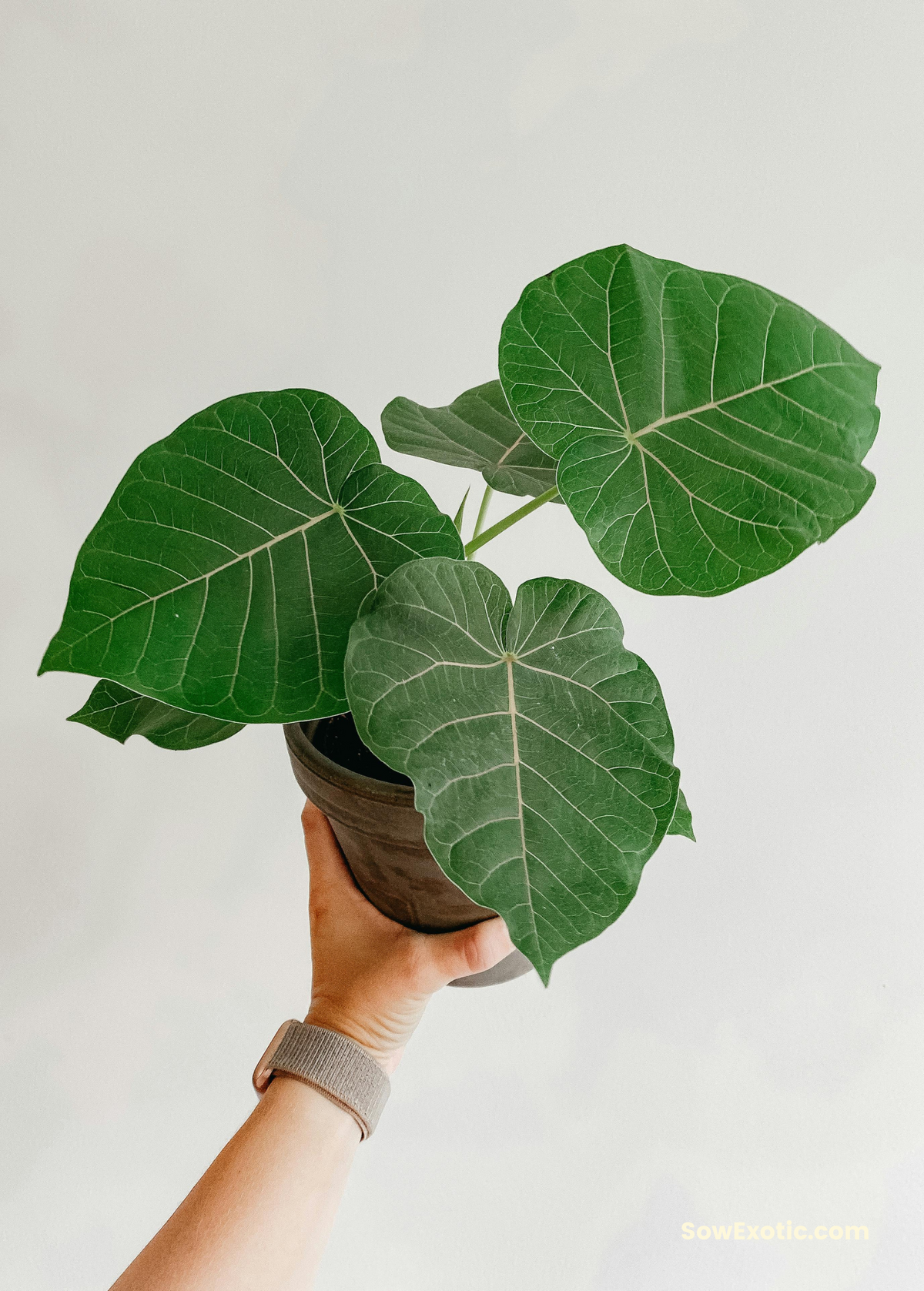 Rock Fig Ficus petiolaris Drought-Tolerant Wild Fig with Sculptural Roots and Striking Leaves