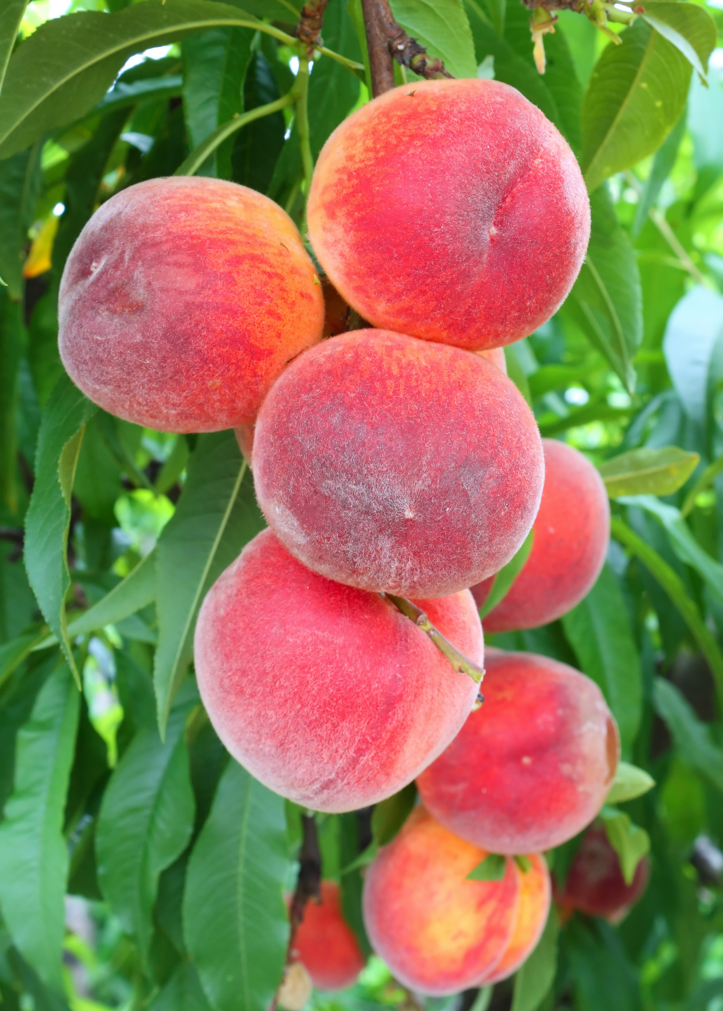Peach Tree Florida Grande Prunus persica - Large, Flavorful, Heat-Tolerant Fruit Tree