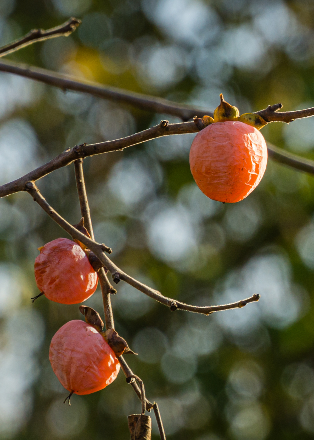 Persimmon Seedling Florida Native Diospyros virginiana Fruit Tree, Edible, Frost Tolerant, Food Forest Plant